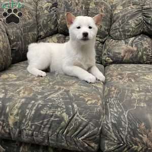 Walter, Shiba Inu Puppy