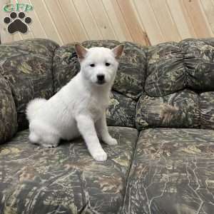 Walter, Shiba Inu Puppy