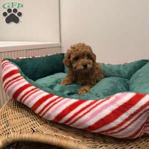 Zoey, Toy Poodle Puppy