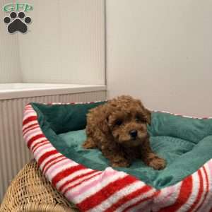 Zoey, Toy Poodle Puppy