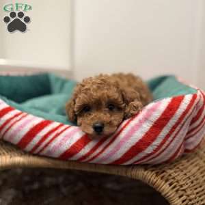 Zoey, Toy Poodle Puppy
