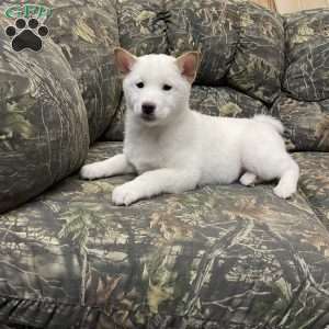 Shiba Inu Puppies For Sale | Greenfield Puppies