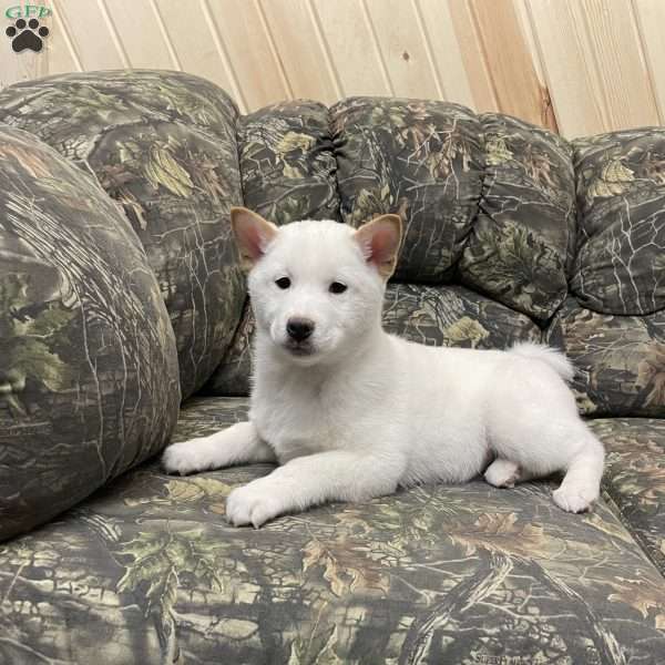 Walter, Shiba Inu Puppy