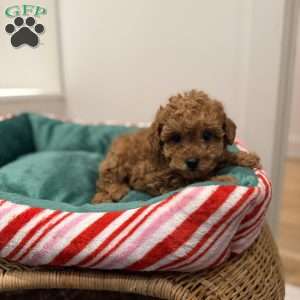 Zoey, Toy Poodle Puppy
