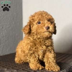 Milo, Toy Poodle Puppy