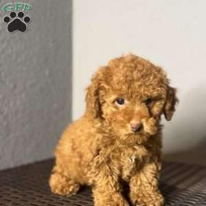 Milo, Toy Poodle Puppy
