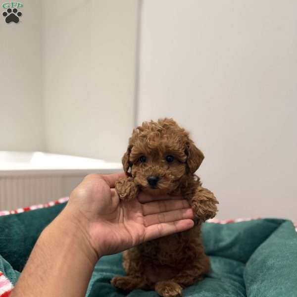 Zoey, Toy Poodle Puppy