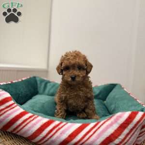 Zoey, Toy Poodle Puppy