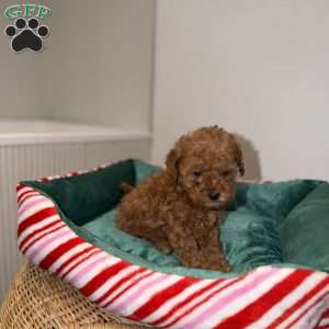 Carly, Toy Poodle Puppy
