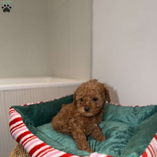 Carly, Toy Poodle Puppy