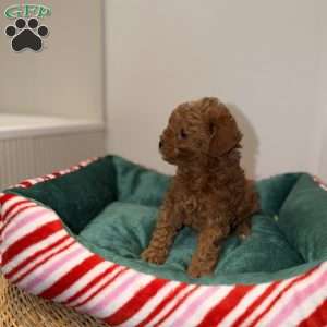 Carly, Toy Poodle Puppy