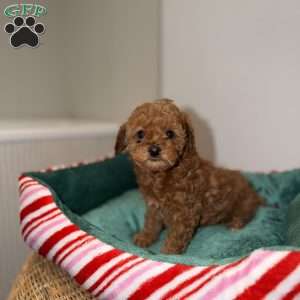 Carly, Toy Poodle Puppy