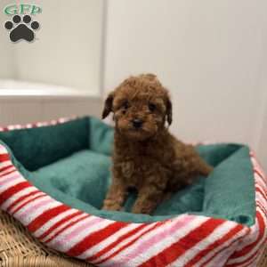 Carly, Toy Poodle Puppy