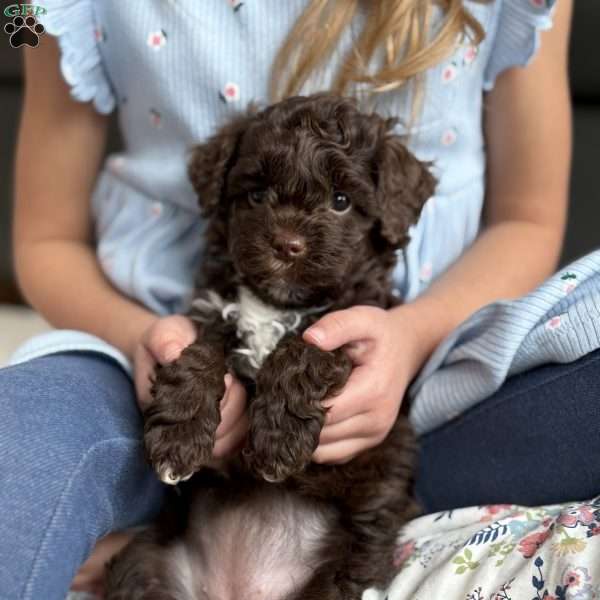 Ivy, Mini Goldendoodle Puppy
