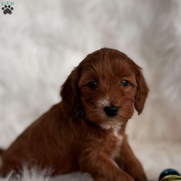 Belle, Mini Whoodle Puppy