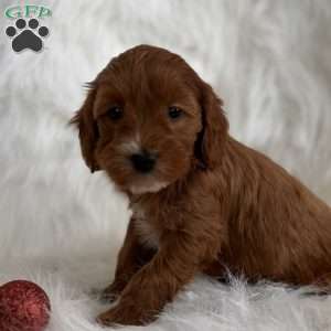 Belle, Mini Whoodle Puppy