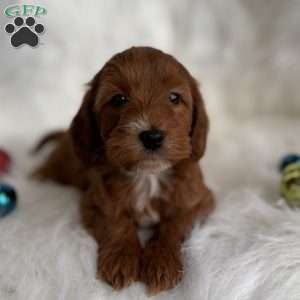 Belle, Mini Whoodle Puppy