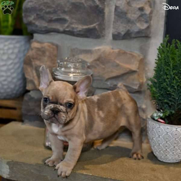Dora, French Bulldog Puppy