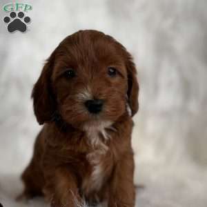 Belle, Mini Whoodle Puppy