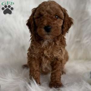 Dasher, Mini Whoodle Puppy