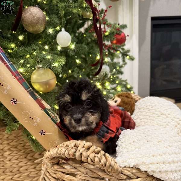 Becky, Cavapoo Puppy