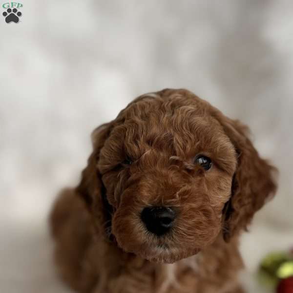 Dasher, Mini Whoodle Puppy