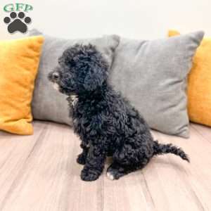 Manny, Mini Bernedoodle Puppy