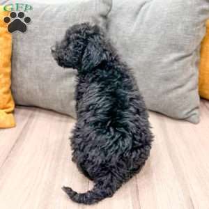 Manny, Mini Bernedoodle Puppy