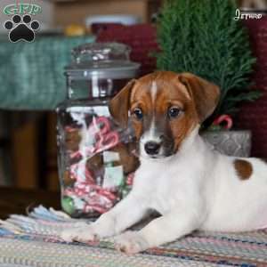 Jethro, Jack Russell Terrier Puppy