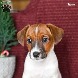 Jethro, Jack Russell Terrier Puppy