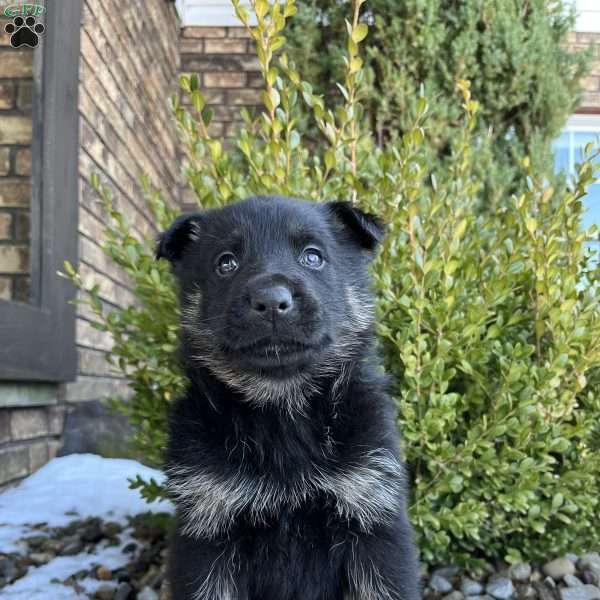 Bentley, German Shepherd Puppy