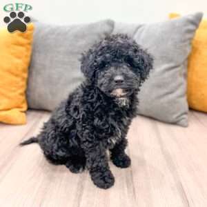 Manny, Mini Bernedoodle Puppy
