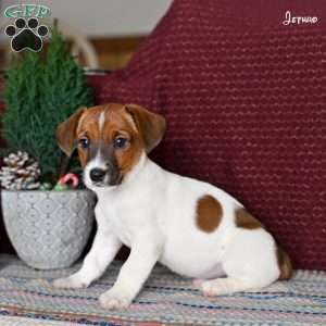 Jethro, Jack Russell Terrier Puppy