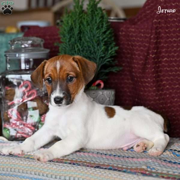 Jethro, Jack Russell Terrier Puppy