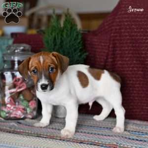 Jethro, Jack Russell Terrier Puppy