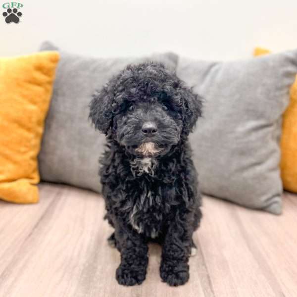 Manny, Mini Bernedoodle Puppy
