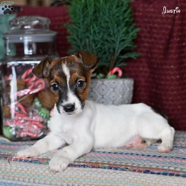 Justin, Jack Russell Terrier Puppy