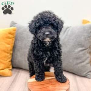 Manny, Mini Bernedoodle Puppy