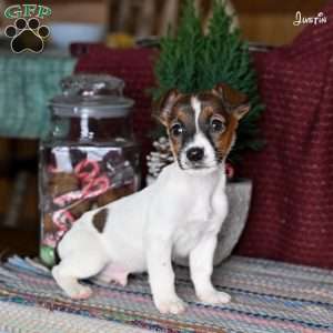 Justin, Jack Russell Terrier Puppy
