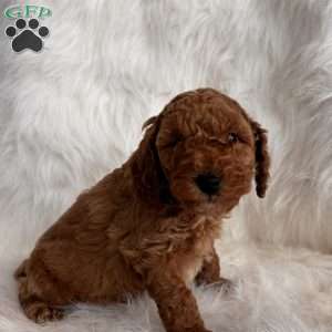 Dasher, Mini Whoodle Puppy