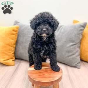 Manny, Mini Bernedoodle Puppy