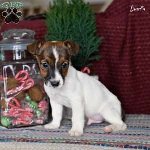 Justin, Jack Russell Terrier Puppy