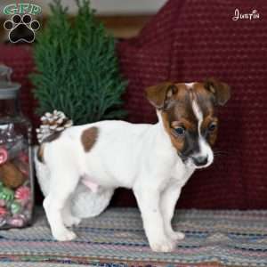 Justin, Jack Russell Terrier Puppy