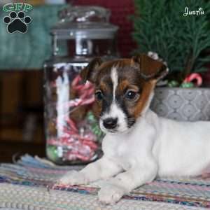 Justin, Jack Russell Terrier Puppy
