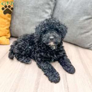 Manny, Mini Bernedoodle Puppy