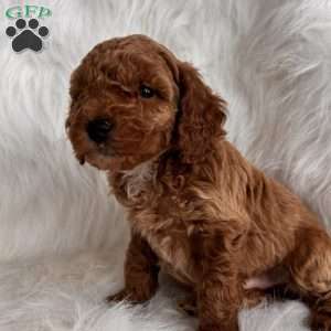 Dasher, Mini Whoodle Puppy