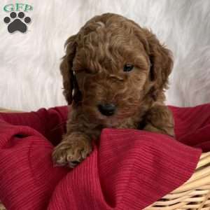 Dasher, Mini Whoodle Puppy