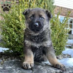Bane, German Shepherd Puppy
