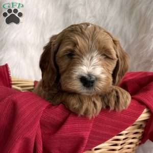 Rudy, Mini Whoodle Puppy