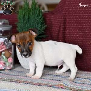 Jasper, Jack Russell Terrier Puppy